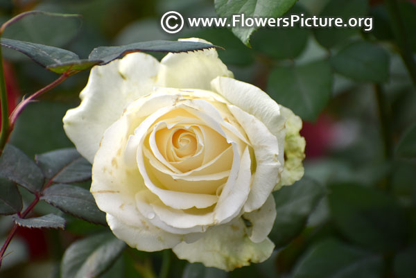White chocolate rose